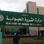 استئناف صادر الماشية السعودية